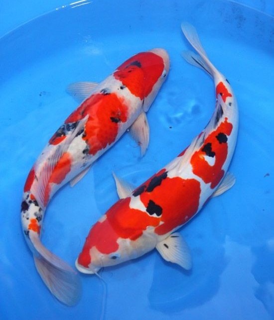 Above: The Japanese koi fish is set to be a huge trend in 2020.