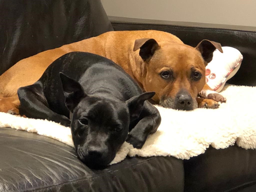 Above: Ali loves spending time with her two Staffordshire Bull Terriers, Poppy and Lola.