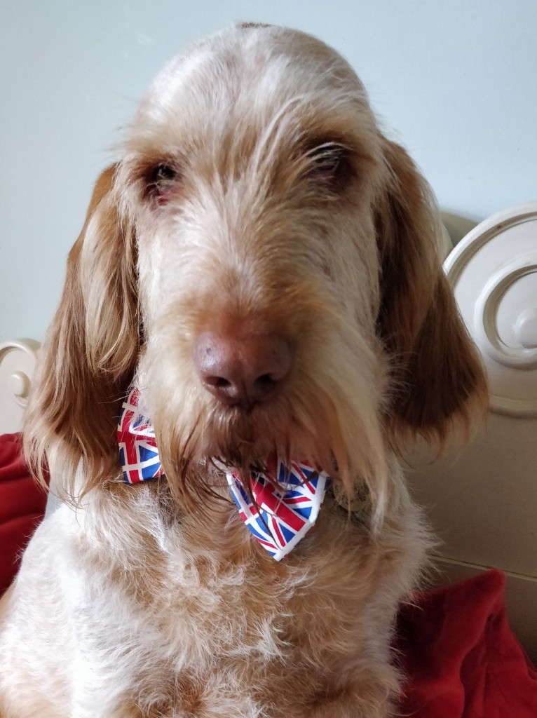 Above: Karen Ritchie’s dog Beulah proudly models the Jubilee bow tie that’s on offer at The Rowan Tree.